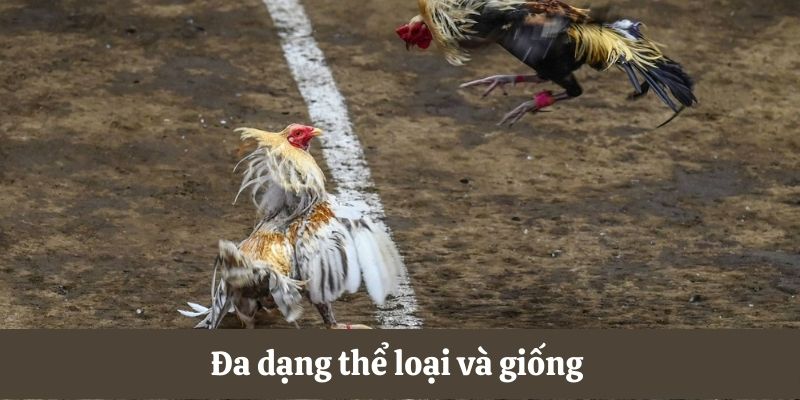 Đá gà C3 đa dạng thể loại và giống 